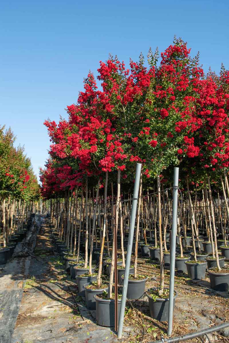 לגרסטרמיה הודית 'סופר דינמיט' 1