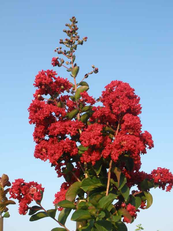 לגרסטרמיה הודית 'סופר דינמיט' 3