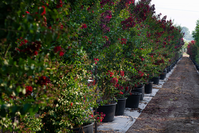 לגרסטרמיה הודית 'סופר דינמיט' 4