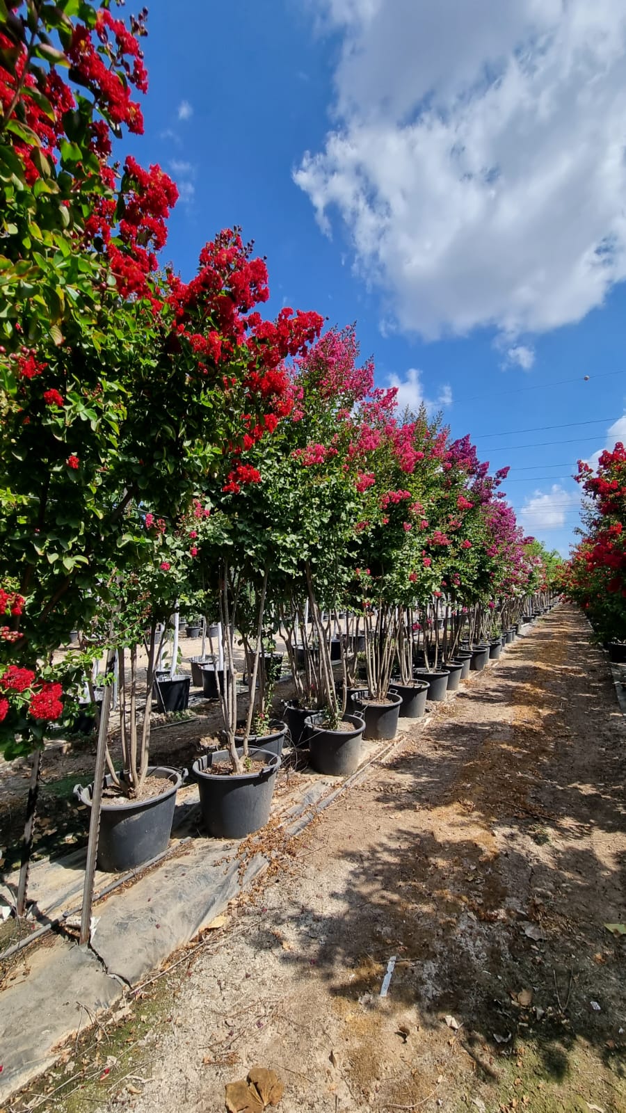 לגרסטרמיה הודית 'סופר דינמיט' 5