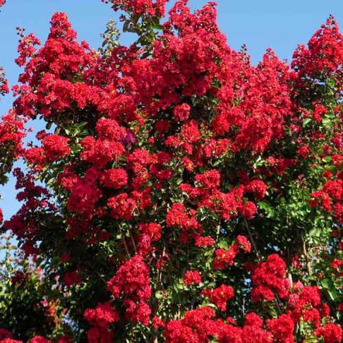 לגרסטרמיה הודית  'סופר דינמיט'