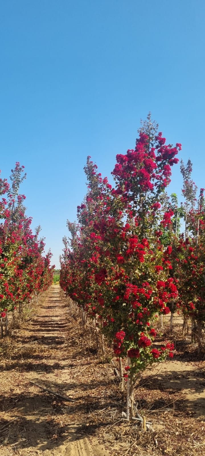 לגרסטרמיה הודית 'סופר דינמיט' 6