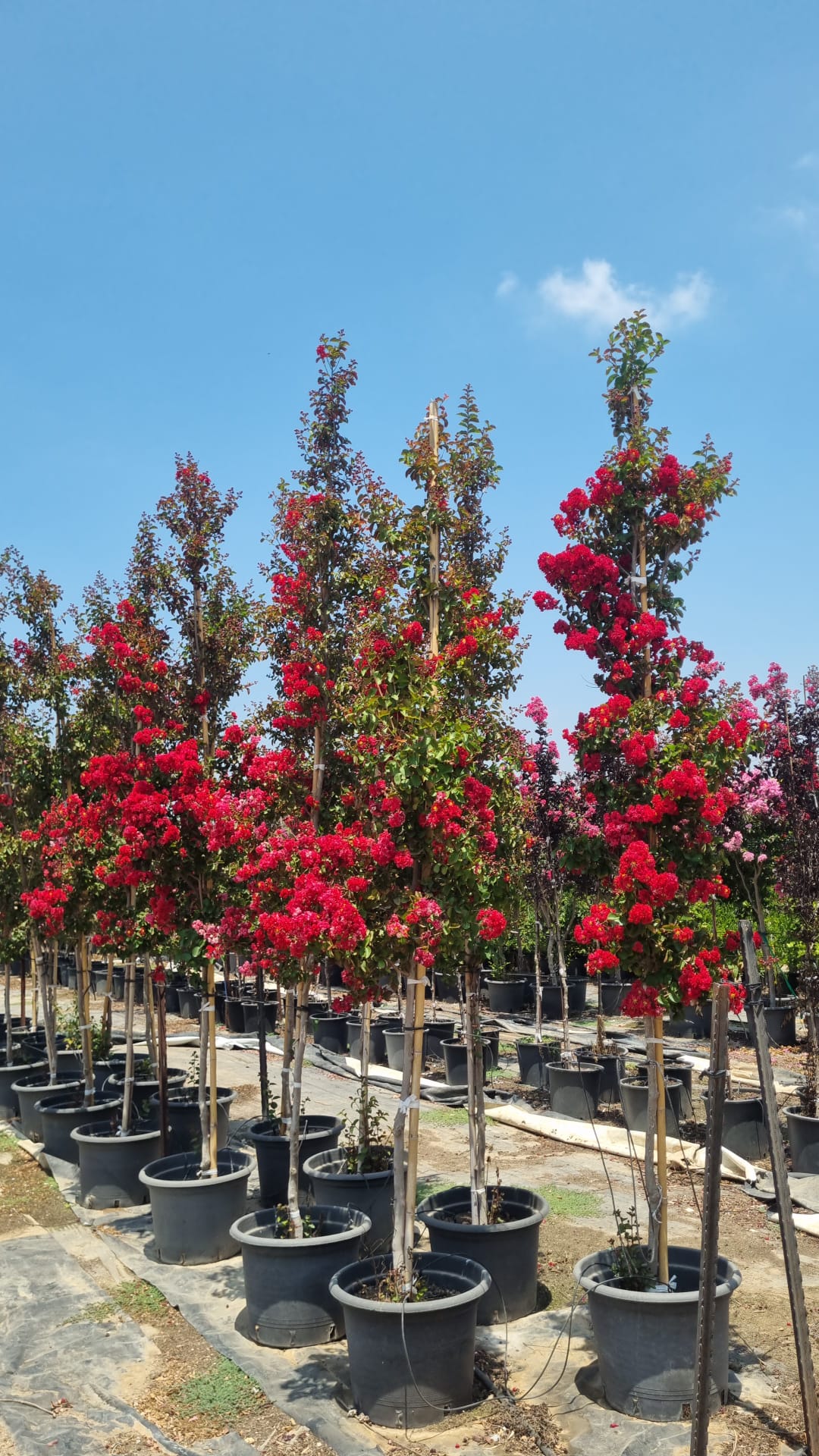 לגרסטרמיה הודית 'סופר דינמיט' 7