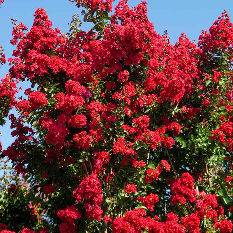 לגרסטרמיה הודית 'סופר דינמיט'