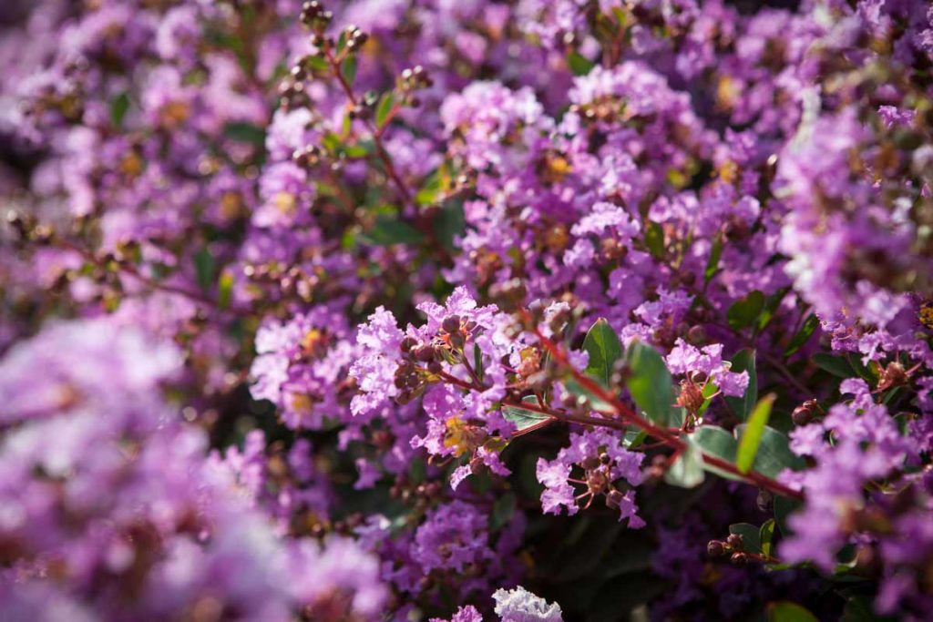 לגרסטרמיה הודית 'קורדון בלו'