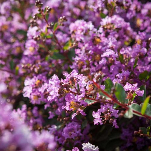 לגרסטרמיה הודית 'קורדון בלו'