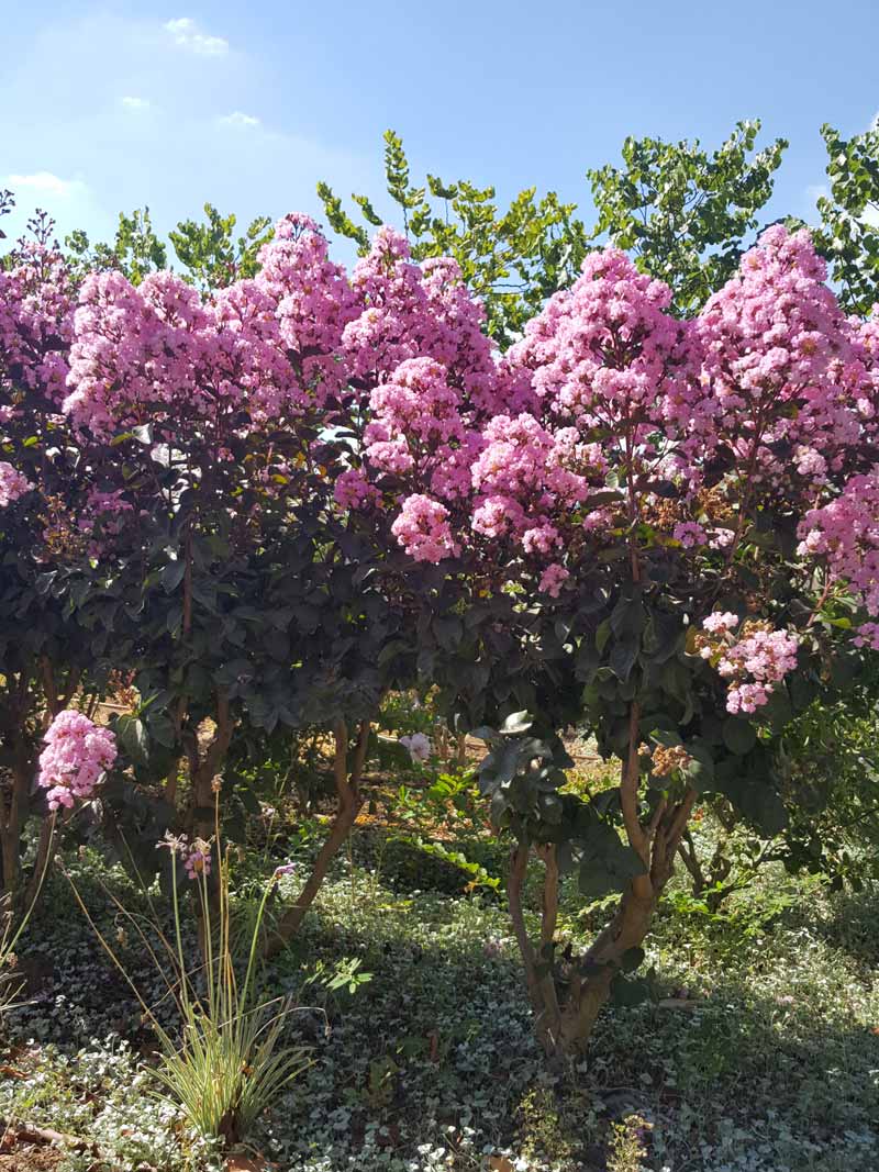 לגרסטרמיה הודית 'רפסודי אינ פינק' 1