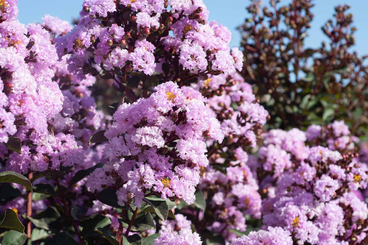 לגרסטרמיה הודית 'רפסודי אינ פינק' 3