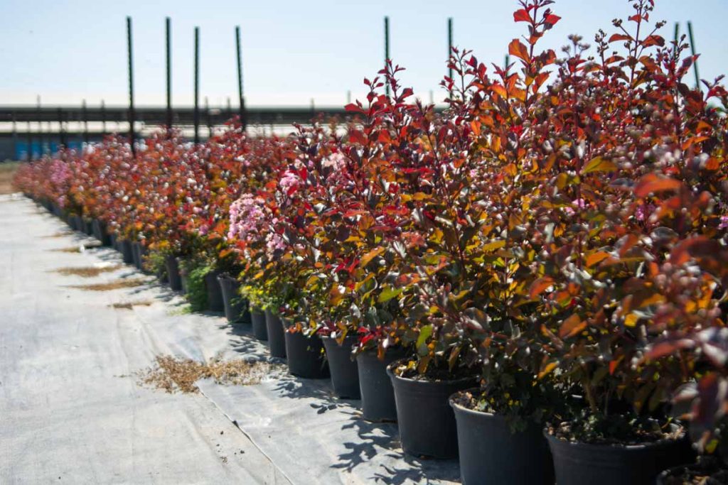 לגרסטרמיה הודית 'רפסודי אינ פינק' 4