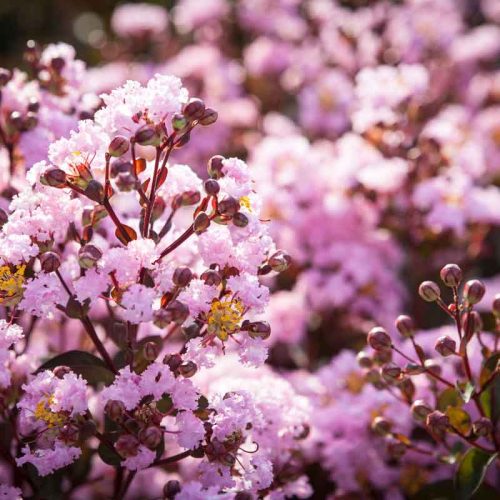 לגרסטרמיה  הודית 'רפסודי אינ פינק'