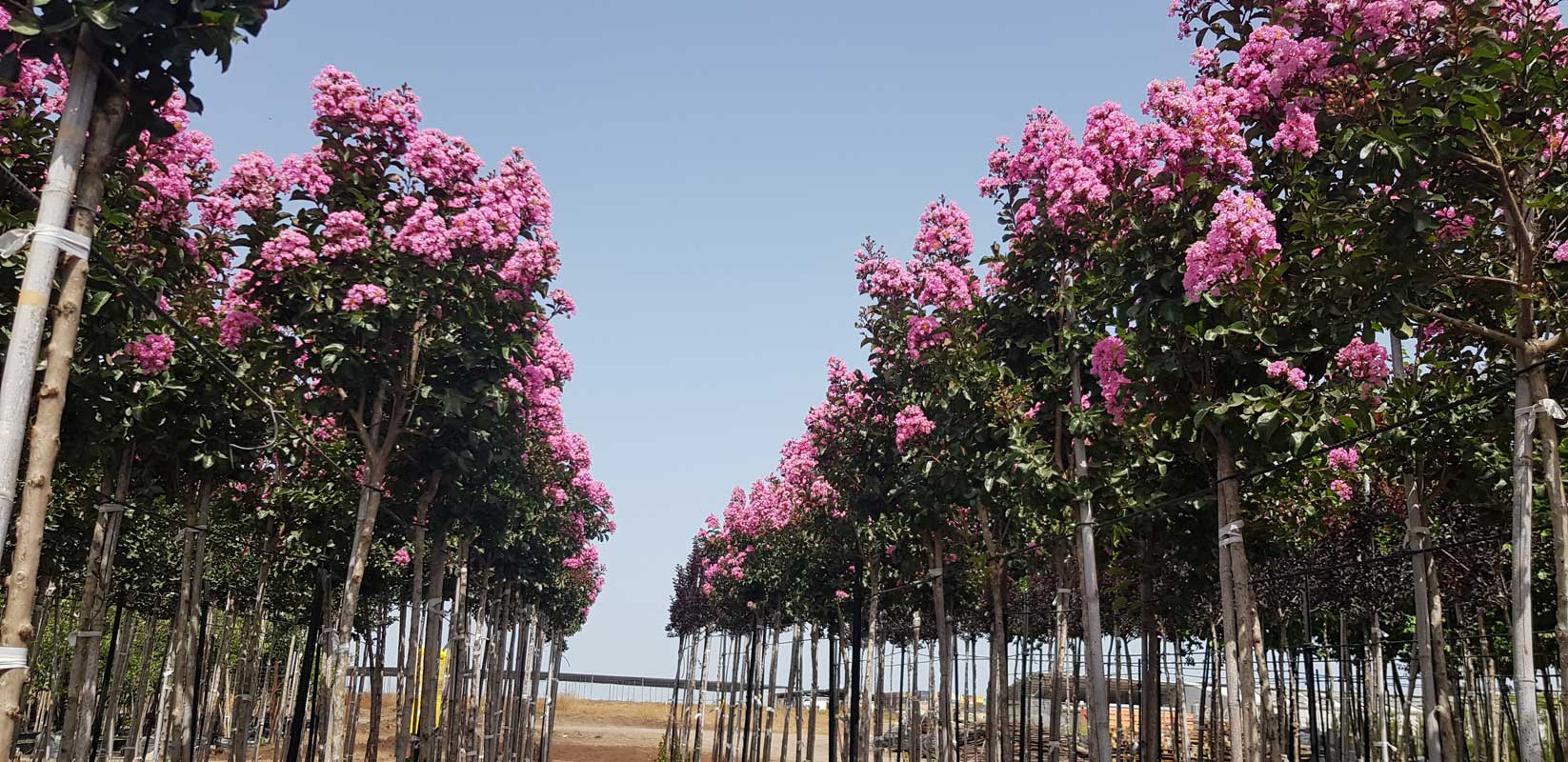 לגרסטרמיה הודית 'רפסודי אינ פינק' 7