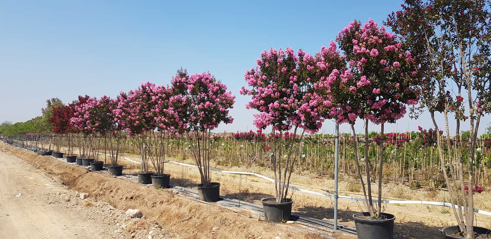 לגרסטרמיה הודית 'רפסודי אינ פינק' 8