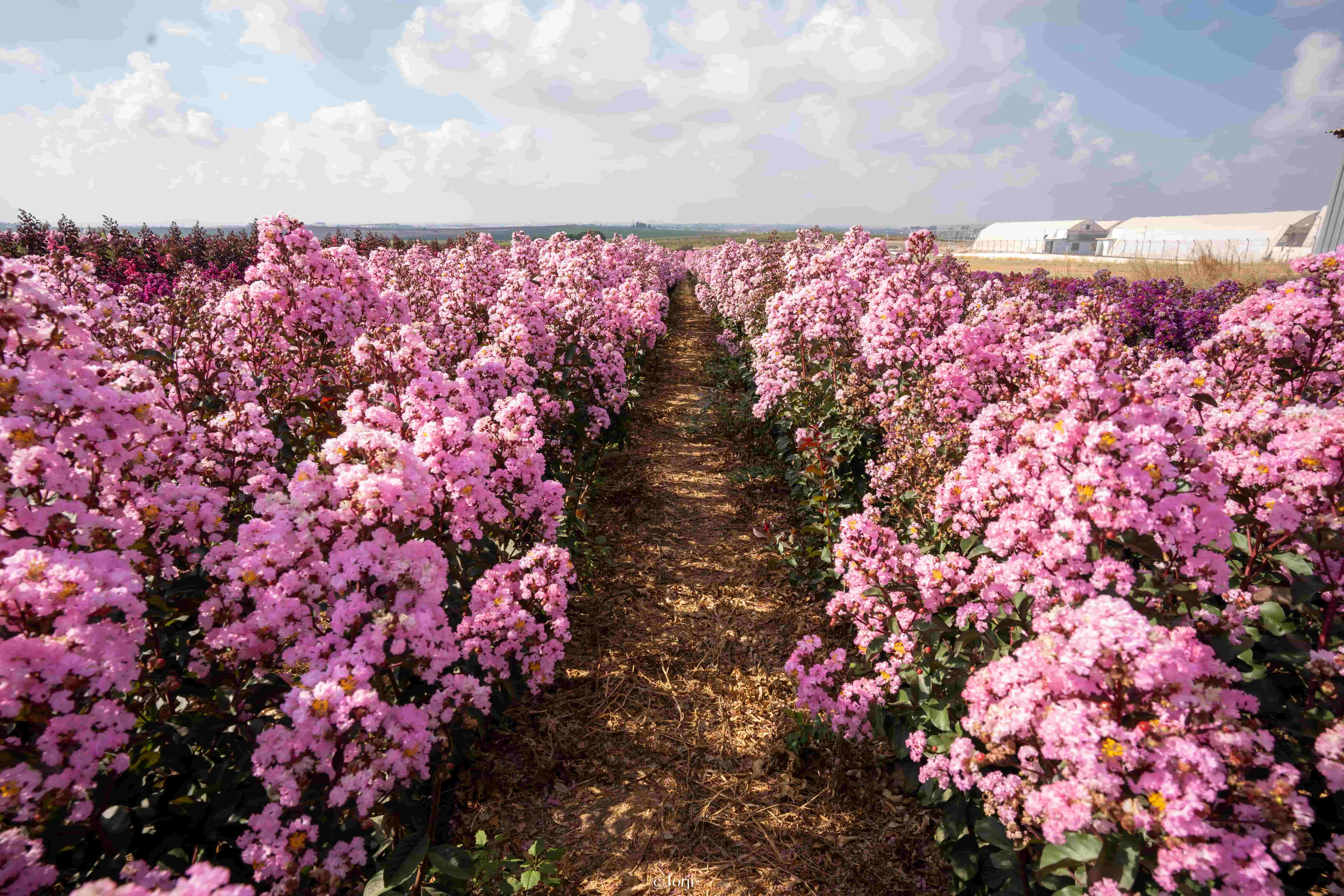 לגרסטרמיה הודית 'רפסודי אינ פינק' 9