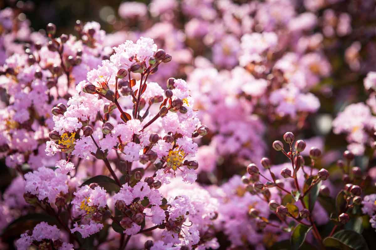 לגרסטרמיה הודית 'רפסודי אינ פינק'