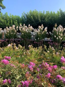 הכירו את הלגרסטרמיות החדשות של משתלת הוכברג – פחות תחזוקה, יותר יופי