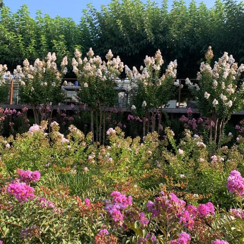 לגרסטרמיה הודית שיחית- זן 'כותנה'