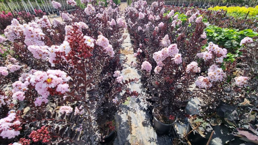 לגרסטרמיה הודית שיחית זן מרשמלו 1