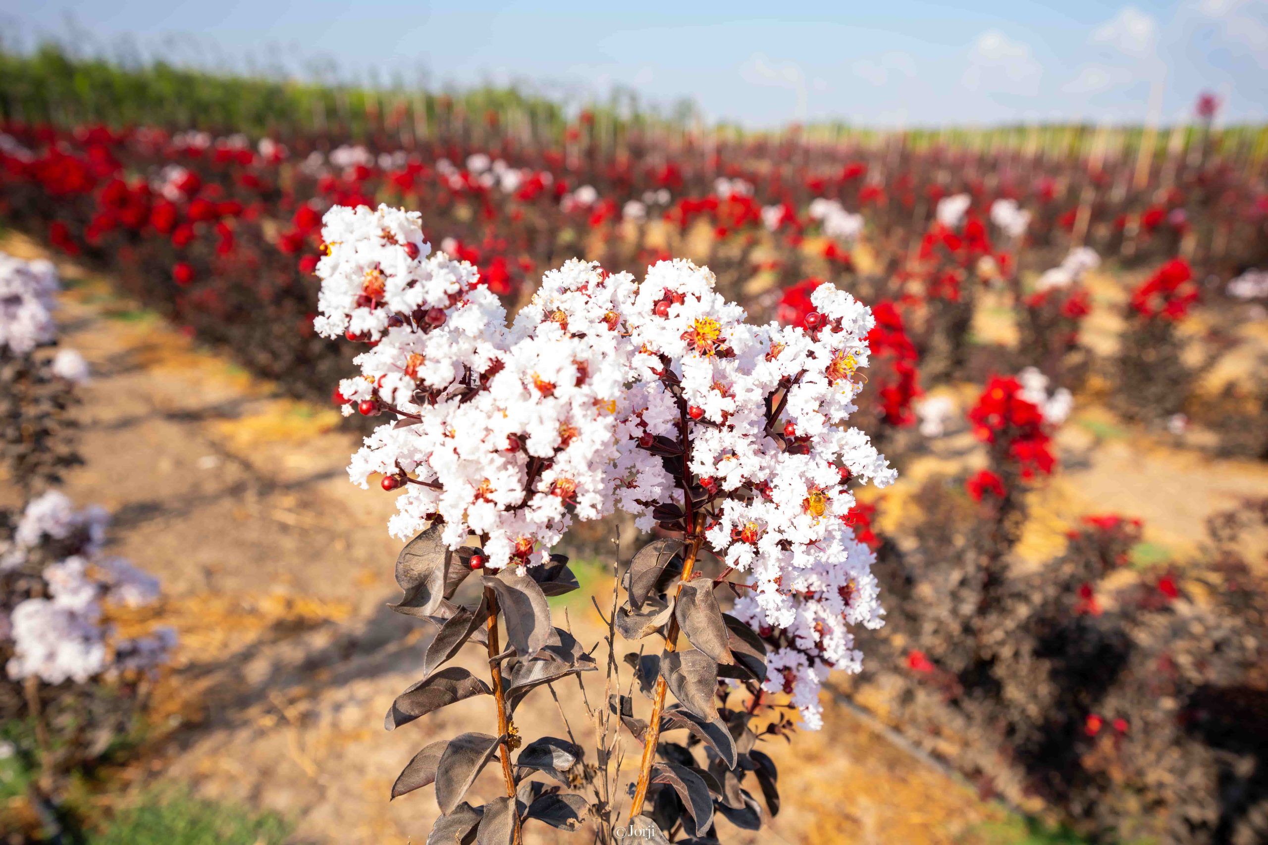 לגרסטרמיה הודית שיחית זן מרשמלו 2