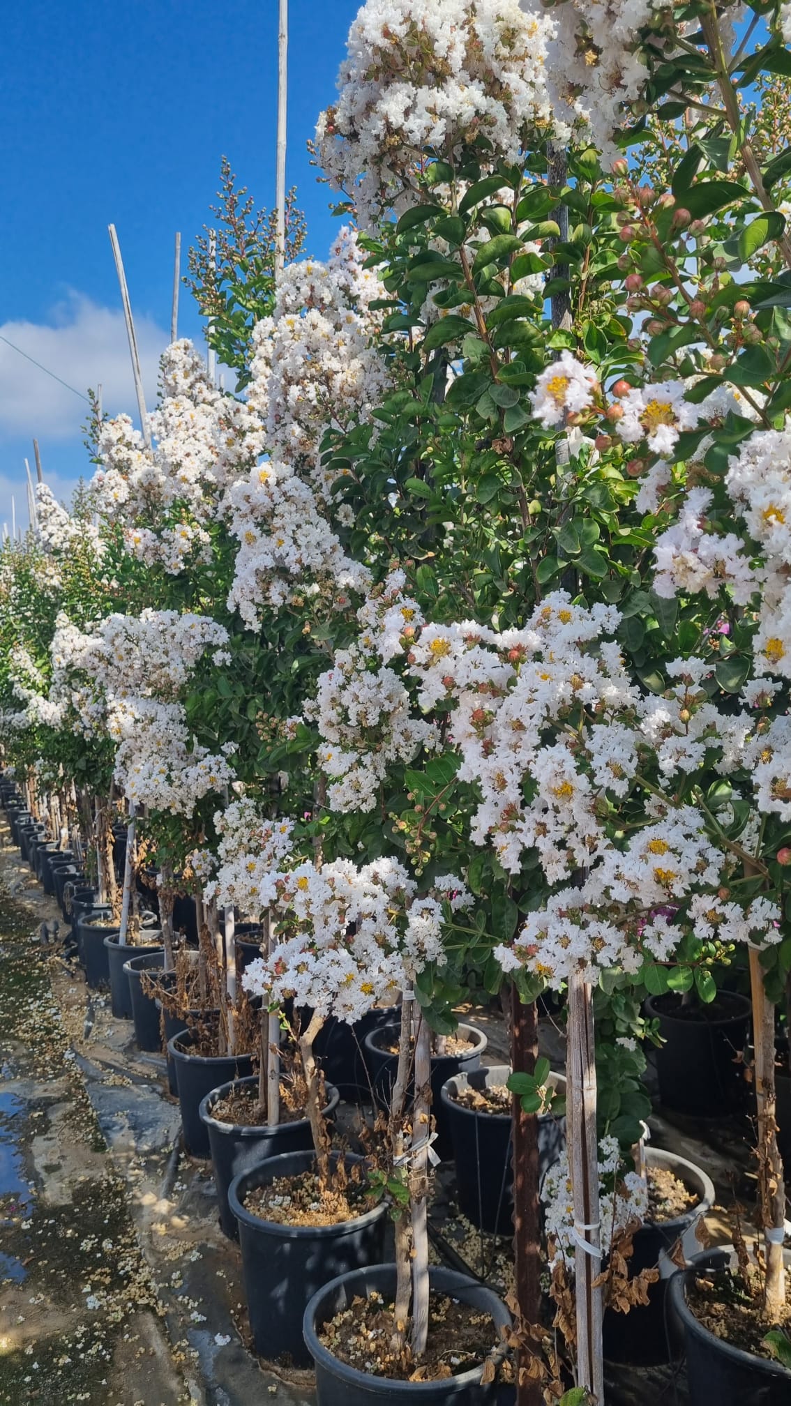 לגרסטרמיה הודית שיחית 'כותנה' 1