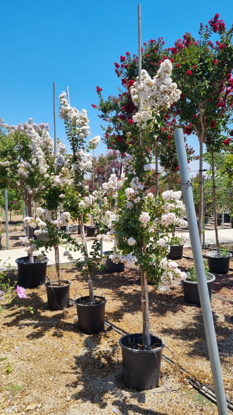 לגרסטרמיה הודית שיחית 'כותנה' 2