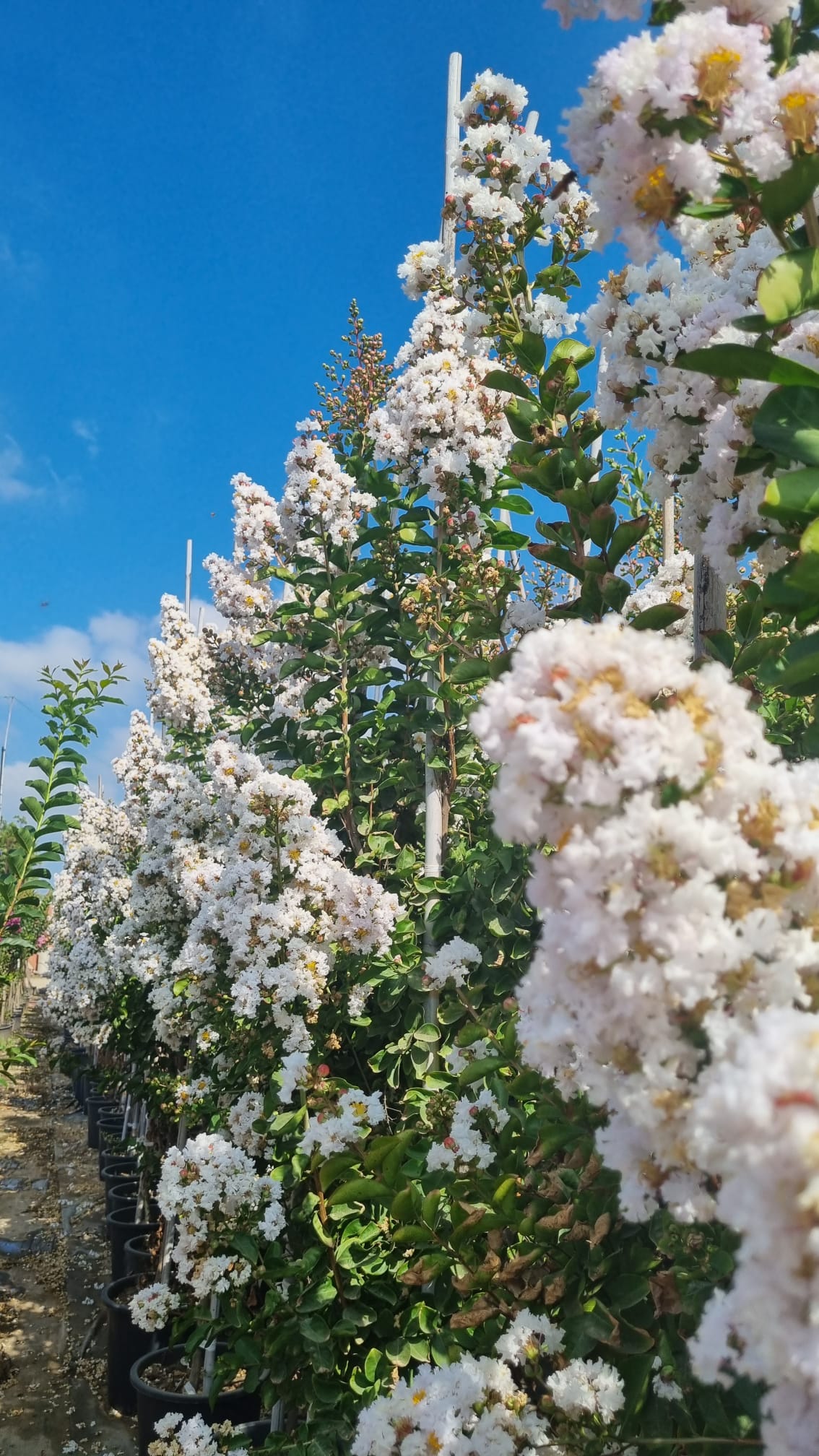 לגרסטרמיה הודית שיחית 'כותנה' 3