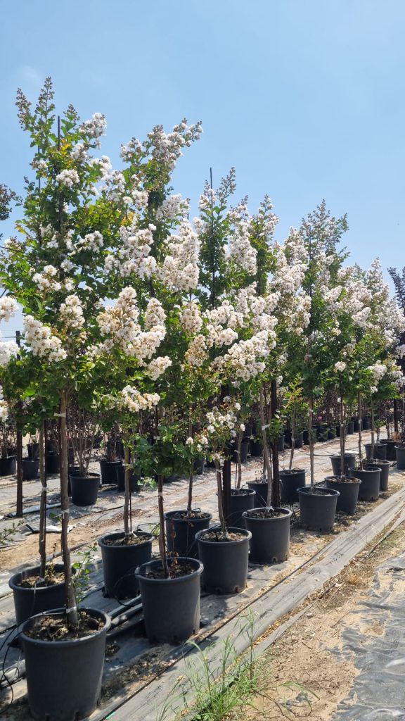 לגרסטרמיה הודית שיחית 'כותנה' 4