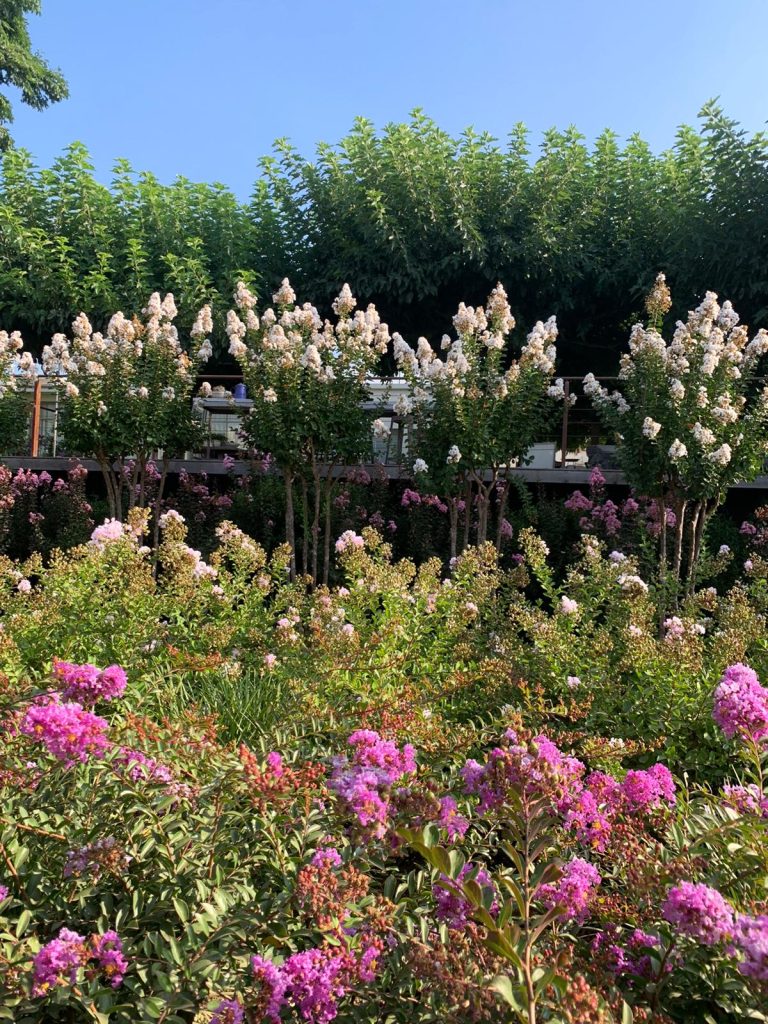 לגרסטרמיה הודית שיחית 'כותנה' 5