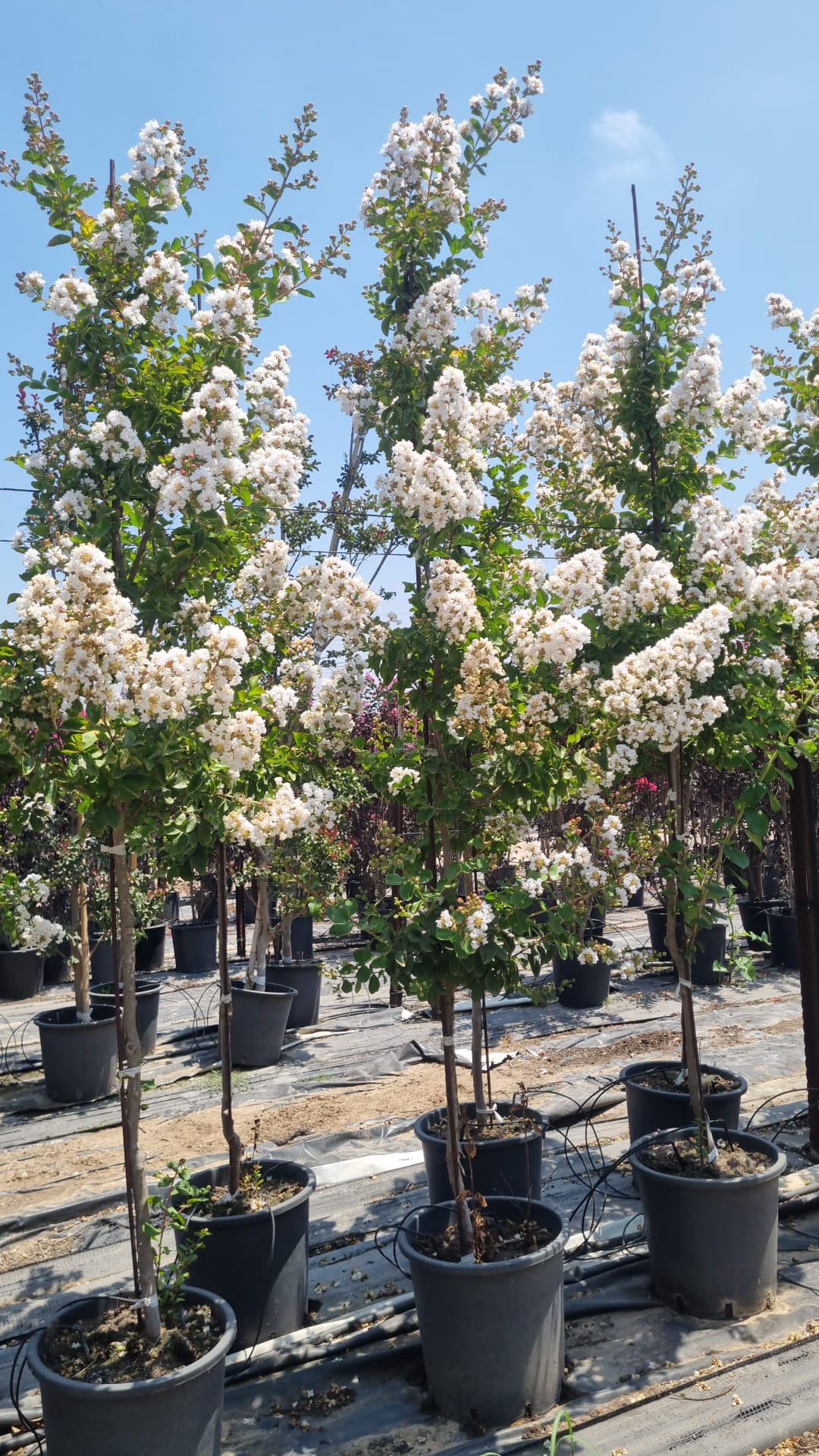 לגרסטרמיה הודית שיחית 'כותנה' 6