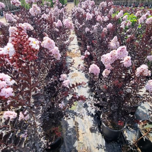 לגרסטרמיה הודית שיחית - זן 'מרשמלו'