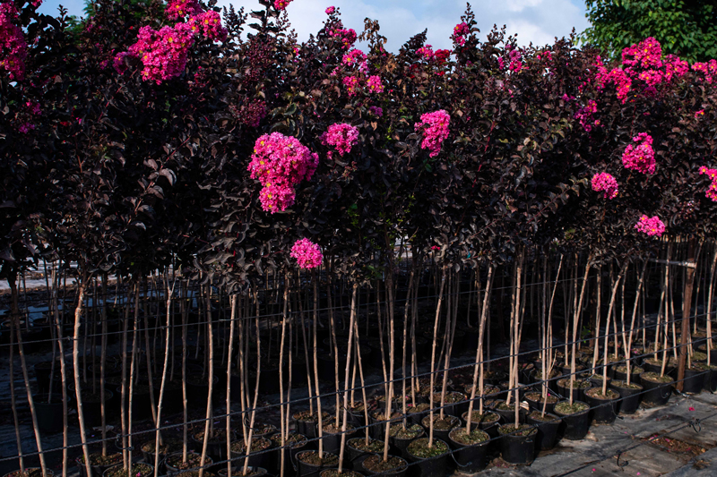 לגרסטרמיה הודית -של פינק- 4