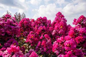 הכירו את הלגרסטרמיות החדשות של משתלת הוכברג – פחות תחזוקה, יותר יופי