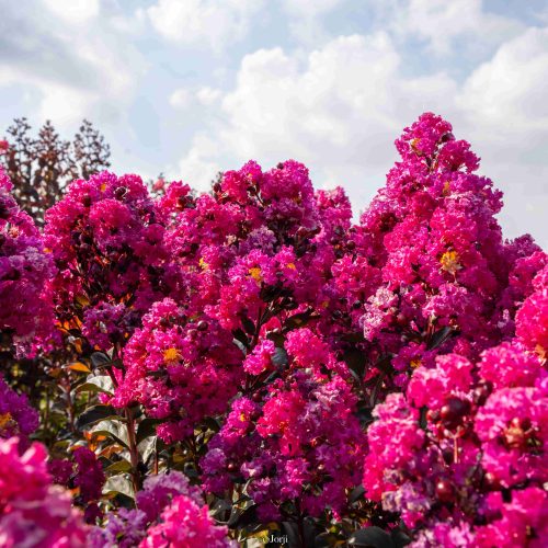 לגרסטרמיה הודית 'של פינק' זן פטנט