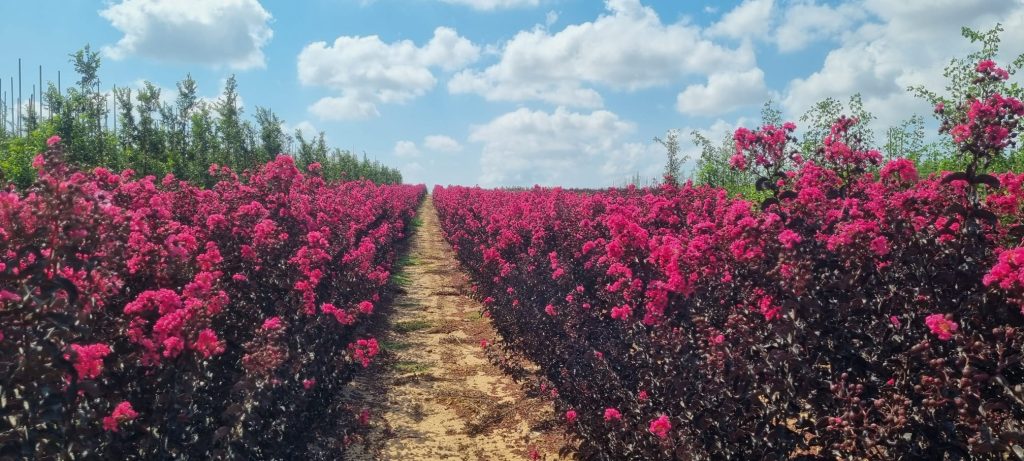 לגרסטרמיה הודית -של פינק- 6