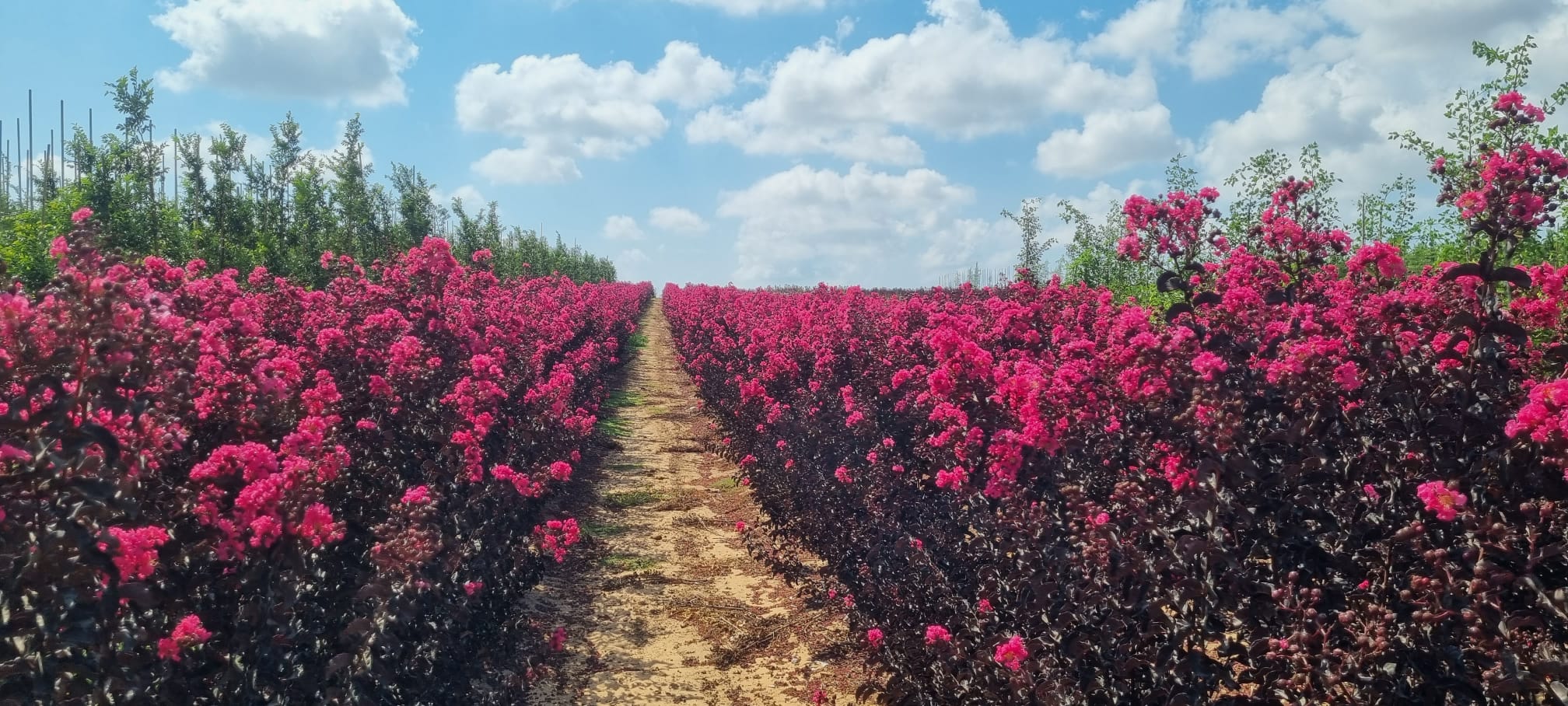 לגרסטרמיה הודית -של פינק- 6