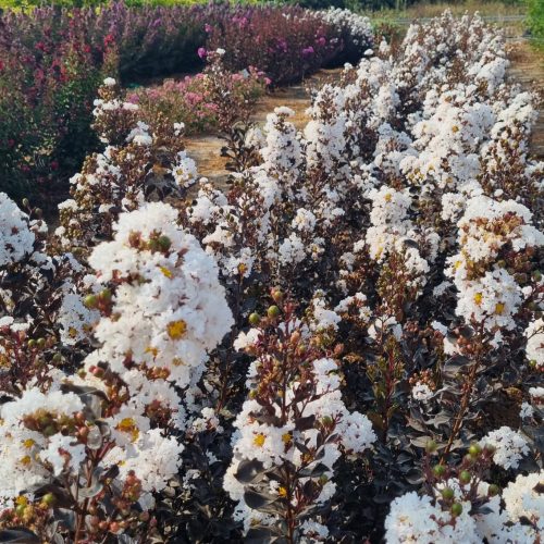 לגרסטרמיה זן 'קוקונט סורבט' זן פטנט