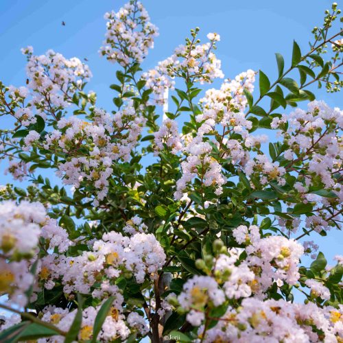לגרסטרמיה זן ‘סופר לאפייט’