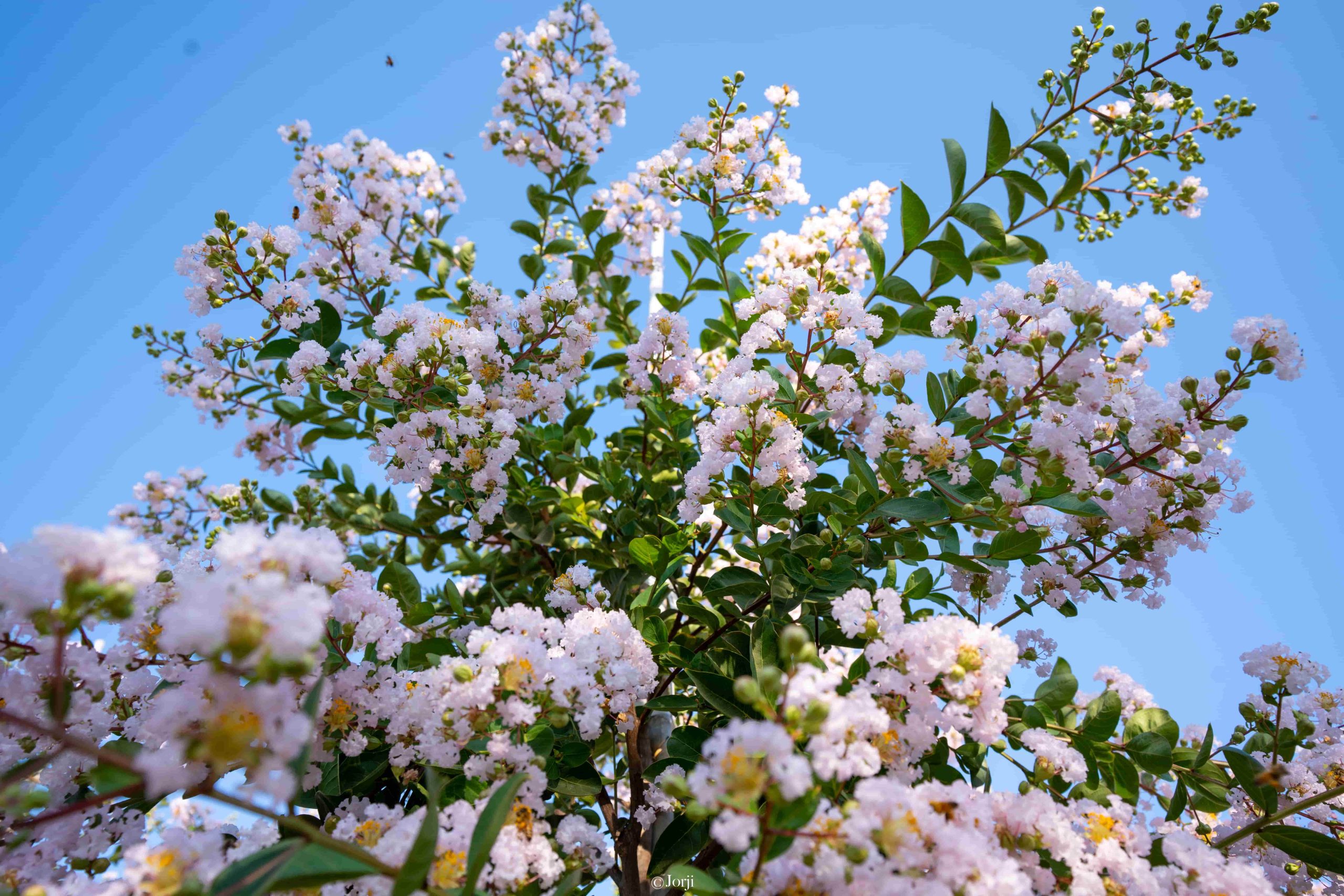 לגרסטרמיה זן ‘סופר לאפייט’