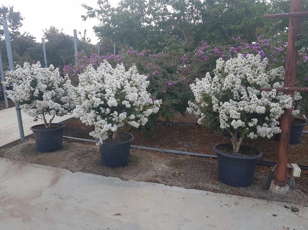 לגרסטרמיה לבנה וייט צוקלט 1