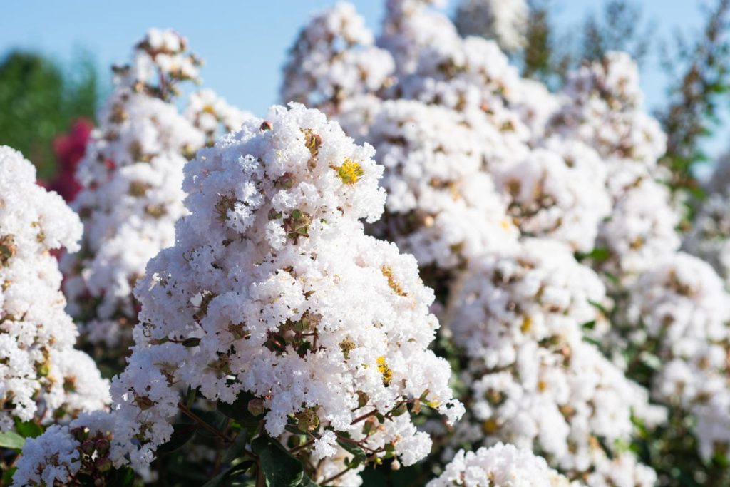 לגרסטרמיה לבנה 'וייט צוקלט'