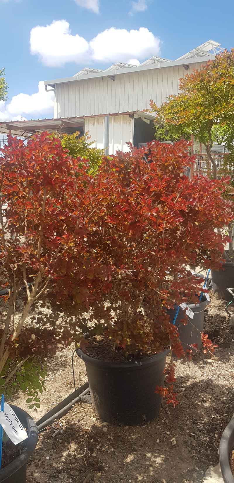 לגרסטרמיה לבנה וייט צוקלט 2