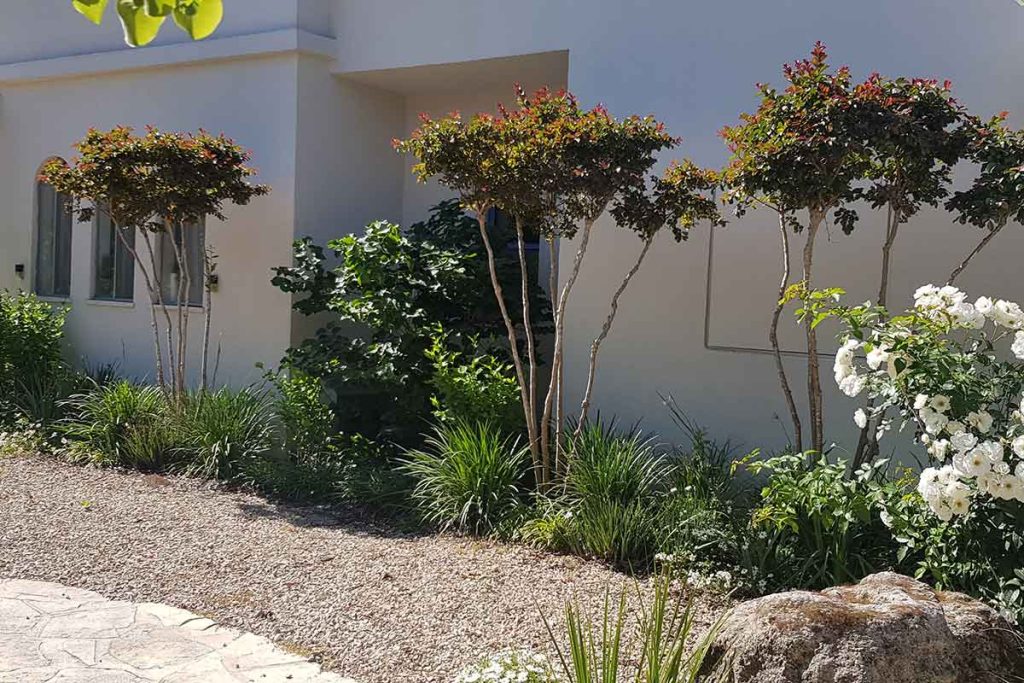 לגרסטרמיה לבנה וייט צוקלט 3