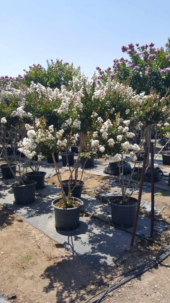 לגרסטרמיה לבנה וייט צוקלט 4