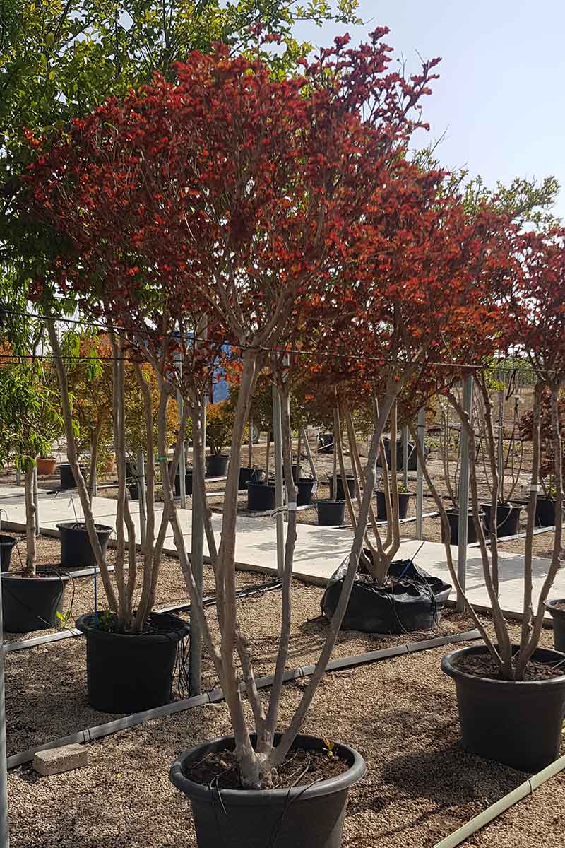 לגרסטרמיה לבנה וייט צוקלט 5