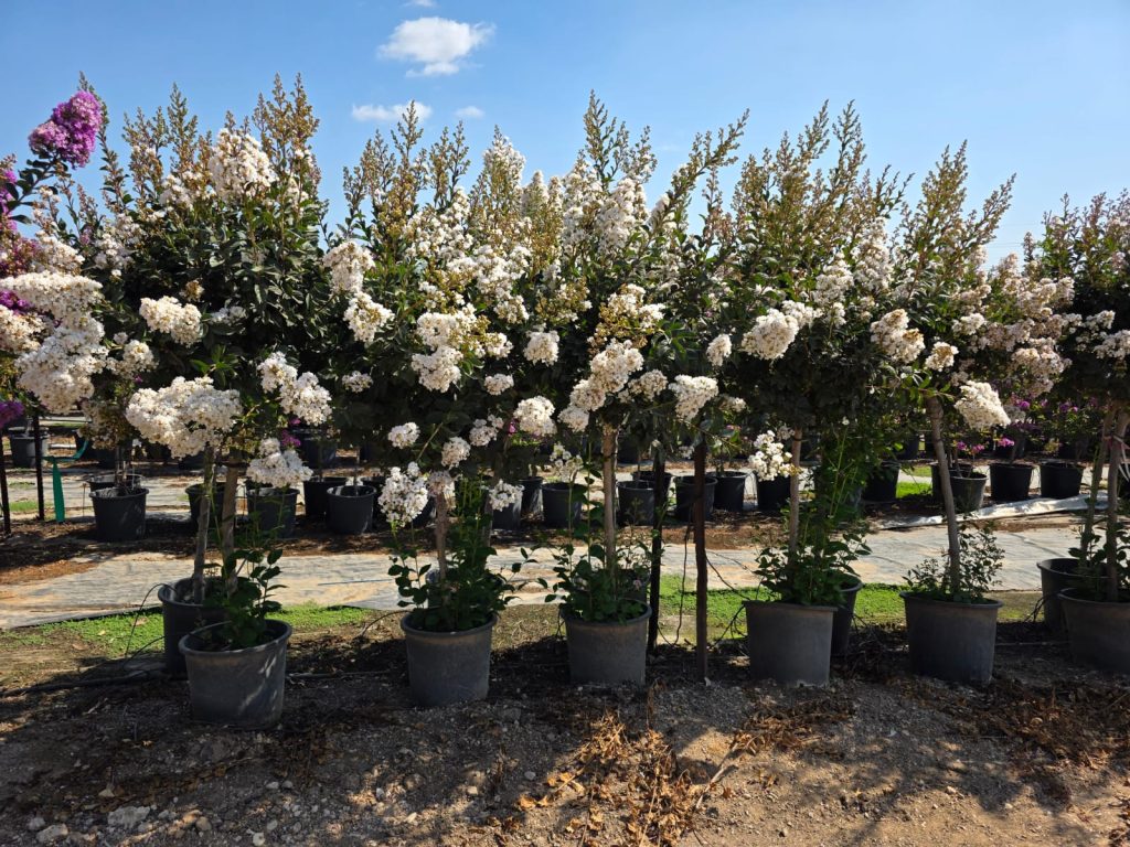 לגרסטרמיה לבנה וייט צוקלט 7