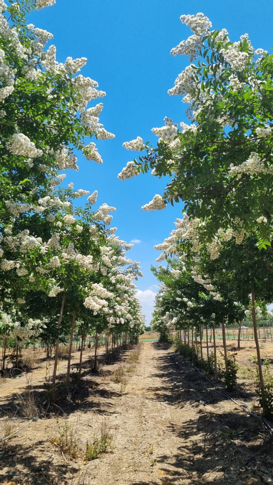 לגרסטרמיה לבנה נאצ'ס 1