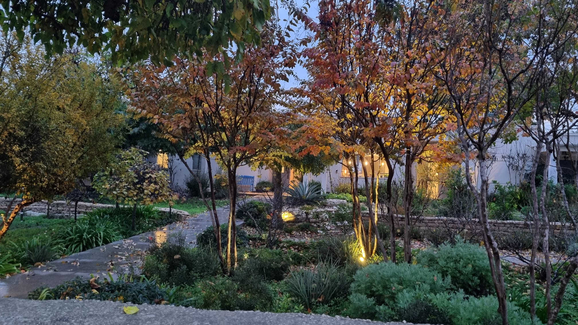 לגרסטרמיה לבנה נאצ'ס 2