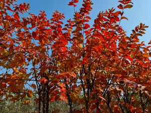כליל היופי זן חדש כליל אדום 'מרלו'