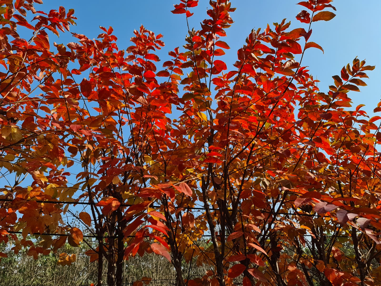 לגרסטרמיה לבנה נאצ'ס 4