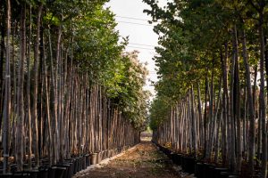 גם אני נטעתי עץ הקורונה ממבט המשתלה
