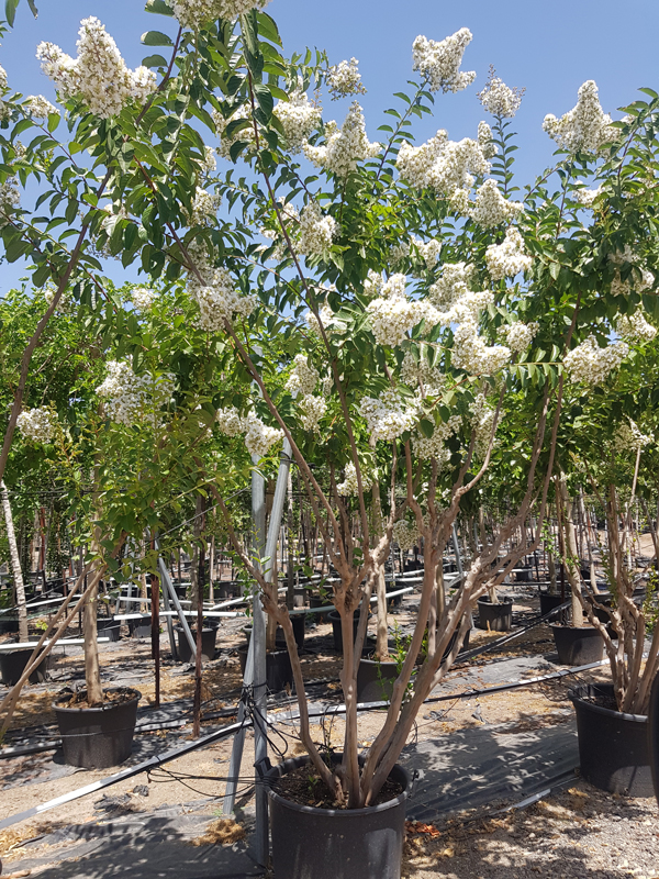 לגרסטרמיה לבנה נאצ'ס 7